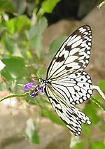 papillon.jpg (20592 bytes)